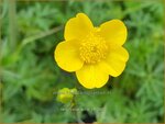 Ranunculus acris | Scherpe boterbloem, Boterbloem | Scharfer Hahnenfu&szlig;