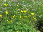 Ranunculus acris | Scherpe boterbloem, Boterbloem | Scharfer Hahnenfu&szlig;Ranunculus acris | Scherpe boterbloem, Boterbl