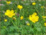 Ranunculus acris | Scherpe boterbloem, Boterbloem | Scharfer Hahnenfu&szlig;