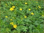 Ranunculus acris | Scherpe boterbloem, Boterbloem | Scharfer Hahnenfu&szlig;