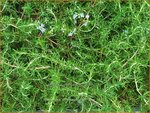 Rosmarinus officinalis 'Prostratus' | Rozemarijn | Rosmarin