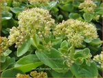 Sedum spectabile 'Sunkissed' | Hemelsleutel, Vetkruid | Ansehnliches Fettblatt