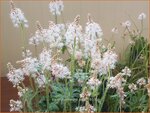 Tiarella 'Emerald Ellie' | Schuimbloem, Perzische muts | Schaumbl&uuml;te