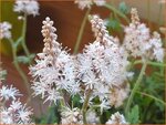 Tiarella 'Emerald Ellie' | Schuimbloem, Perzische muts | Schaumbl&uuml;te