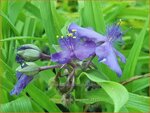 Tradescantia 'J.C. Weguelin' | Eendagsbloem, Vaderplant, Matrozensla | Dreimasterblume