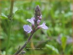 Verbena officinalis | IJzerhard | Echtes Eisenkraut