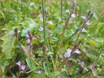 Verbena officinalis | IJzerhard | Echtes Eisenkraut