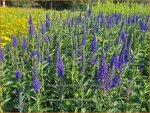 Veronica longifolia 'Marietta' | Lange ereprijs, Ereprijs | Langblättriger Ehrenpreis