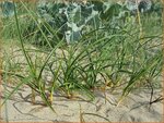 Carex arenaria | Zandzegge, Zegge | Strandsegge
