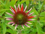 Echinacea purpurea 'Red Pearl' | Rode zonnehoed, Zonnehoed | Roter Sonnenhut