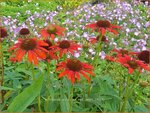Echinacea purpurea 'Red Pearl' | Rode zonnehoed, Zonnehoed | Roter Sonnenhut