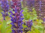 Salvia nemorosa 'Sensation Compact Deep Blue' | Bossalie, Salie, Salvia | Steppensalbei