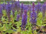 Salvia nemorosa 'Sensation Compact Deep Blue' | Bossalie, Salie, Salvia | Steppensalbei