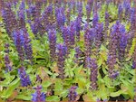 Salvia nemorosa 'Sensation Compact Deep Blue' | Bossalie, Salie, Salvia | Steppensalbei