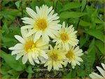 Chrysanthemum 'Lichtkuppel' | Tuinchrysant, Chrysant | Herbstchrysantheme | Chrysanthemum