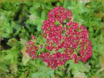 Achillea millefolium 'New Vintage Red' | Duizendblad | Gewöhnliche Schafgarbe