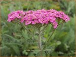 Achillea millefolium 'New Vintage Rose' | Duizendblad | Gewöhnliche Schafgarbe