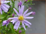 Aster cordifolius 'Blue Heaven' | Hartbladaster, Aster | Herzbl&auml;ttrige Schleier-Aster