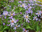 Aster cordifolius 'Blue Heaven' | Hartbladaster, Aster | Herzbl&auml;ttrige Schleier-Aster