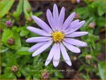 Aster cordifolius 'Blue Heaven' | Hartbladaster, Aster | Herzbl&auml;ttrige Schleier-Aster