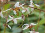 Epimedium pubescens 'Bl&uuml;tentanz' | Elfenbloem | Flaumhaarige Elfenblume