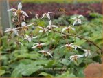 Epimedium pubescens 'Bl&uuml;tentanz' | Elfenbloem | Flaumhaarige Elfenblume