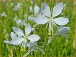 Gaura lindheimeri 'Snowbird' | Prachtkaars, Vlinderkruid | Prachtkerze