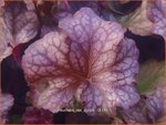 Heuchera 'Rex Purple' | Purperklokje | Purpurgl&ouml;ckchen