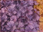 Heuchera 'Rex Purple' | Purperklokje | Purpurgl&ouml;ckchen