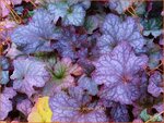 Heuchera 'Rex Purple' | Purperklokje | Purpurgl&ouml;ckchen