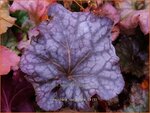 Heuchera 'Rex Purple' | Purperklokje | Purpurgl&ouml;ckchen