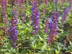 Salvia nemorosa 'Caradonna Compact' | Bossalie, Salie, Salvia | Steppensalbei