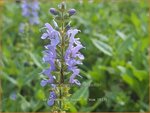Salvia nemorosa 'Heaven in Blue' | Bossalie, Salie, Salvia | Steppensalbei