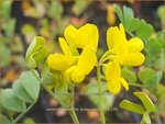 Coronilla valentina subsp. glauca | Kroonkruid | Kronwicke | Bastard Senna