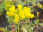 Coronilla valentina subsp. glauca | Kroonkruid | Kronwicke | Bastard Senna