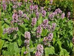 Stachys officinalis 'Rosea' | Betonie, Koortskruid, Andoorn | Echter Ziest