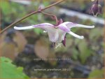 Epimedium grandiflorum | Elfenbloem | Gro&szlig;bl&uuml;tige Elfenblume
