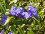 Tradescantia 'Mac's Double' | Eendagsbloem, Vaderplant, Matrozensla | Dreimasterblume