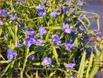Tradescantia 'Mac's Double' | Eendagsbloem, Vaderplant, Matrozensla | Dreimasterblume