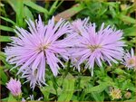Aster novi-belgii 'Rosenquarz' | Nieuw-Nederlandse aster, Herfstaster, Aster | Glattblatt-Aster