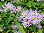 Aster novi-belgii 'Rosenquarz' | Nieuw-Nederlandse aster, Herfstaster, Aster | Glattblatt-Aster