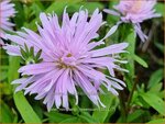 Aster novi-belgii 'Rosenquarz' | Nieuw-Nederlandse aster, Herfstaster, Aster | Glattblatt-Aster