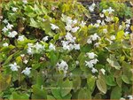 Epimedium 'Alabaster'