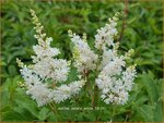 Astilbe 'Astary White' | Pluimspirea, Spirea | Prachtspiere