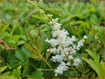 Astilbe 'Astary White' | Pluimspirea, Spirea | Prachtspiere