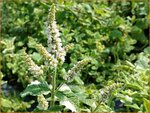 Mentha suaveolens 'Variegata' | Witte munt, Munt | Buntbl&auml;ttrige Minze