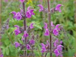 Salvia 'Royal Crimson Distinction' | Salie, Salvia | Salbei