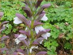 Acanthus hungaricus 'White Lips' | Hongaarse berenklauw, Akant | Balkan-B&auml;renklau