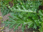 Acanthus mollis &#39;Latifolius&#39; | Zachte akant, Akant | Weiche Bärenklau