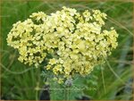 Achillea millefolium 'Hella Glashoff' | Duizendblad | Gew&ouml;hnliche Schafgarbe